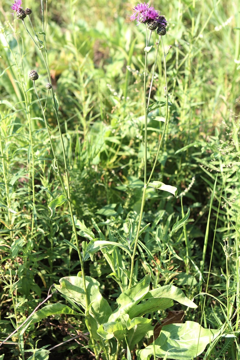 Centaurea scabiosa subsp. integra