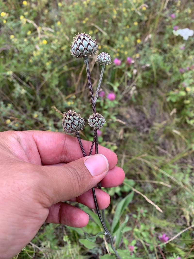 Centaurea scabiosa subsp. integra photo 2