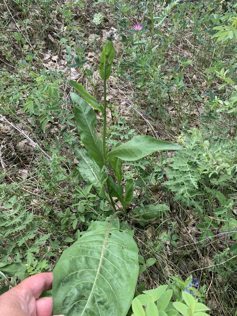 Centaurea scabiosa subsp. integra photo 3