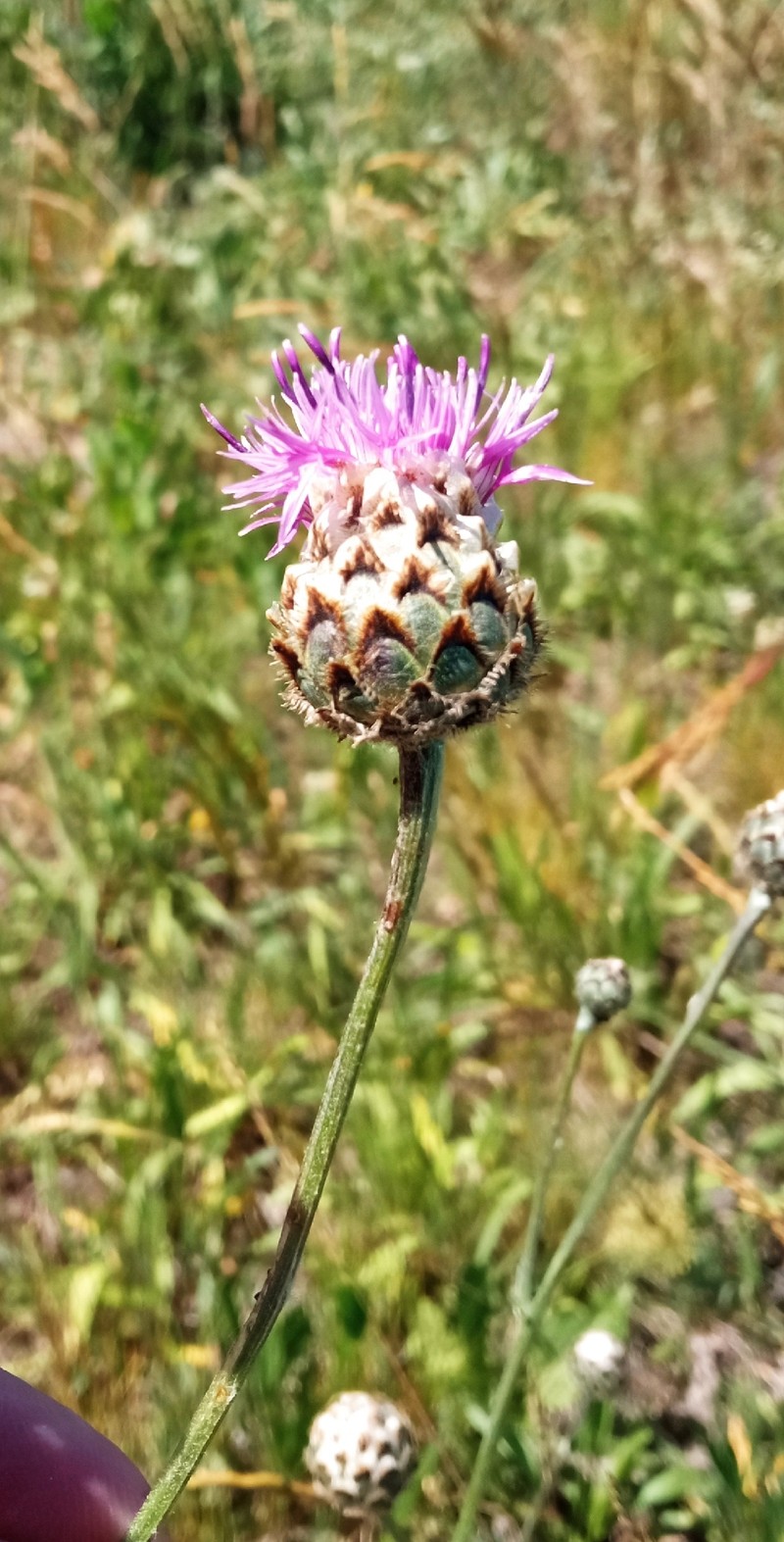 Centaurea scabiosa subsp. sadleriana photo 2
