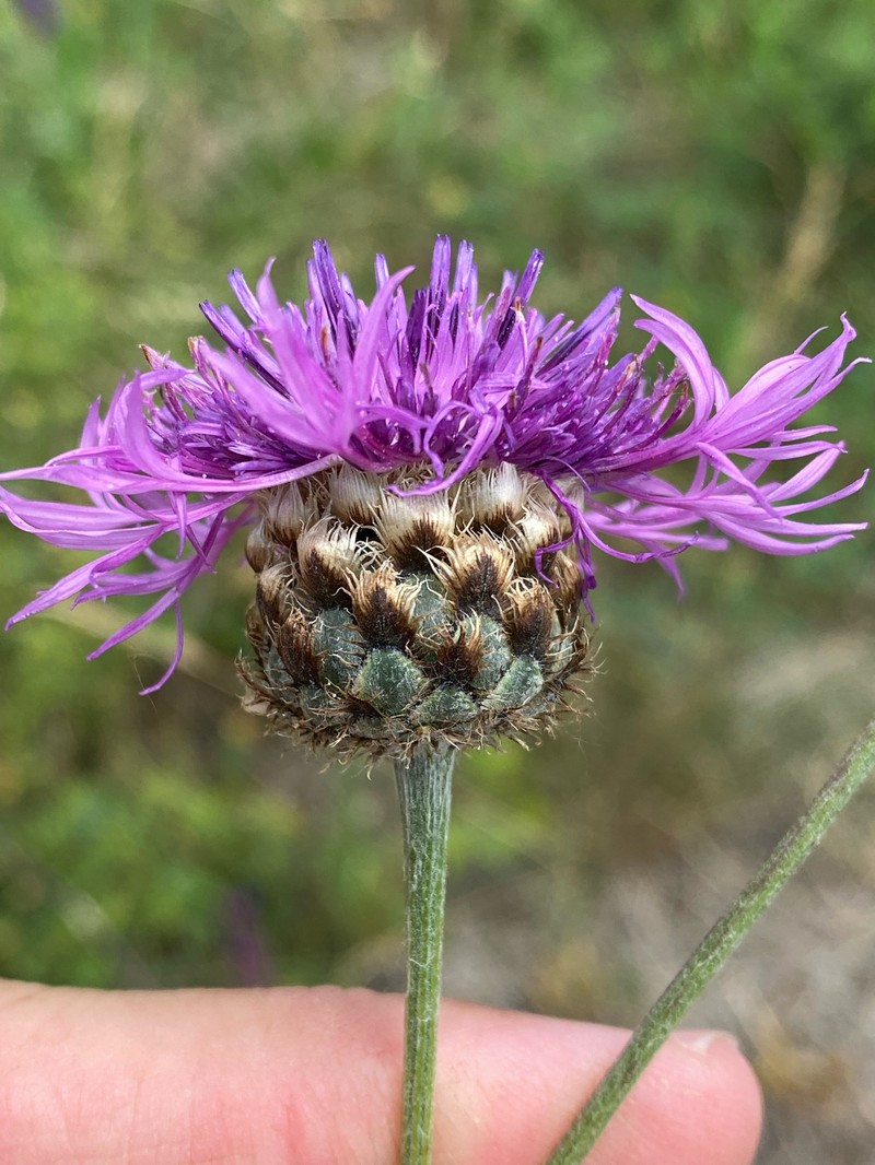 Centaurea scabiosa subsp. sadleriana photo 3