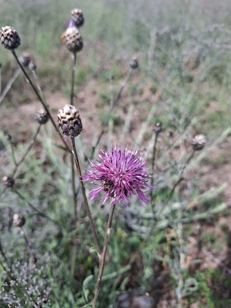 Centaurea scabiosa subsp. sadleriana photo 4
