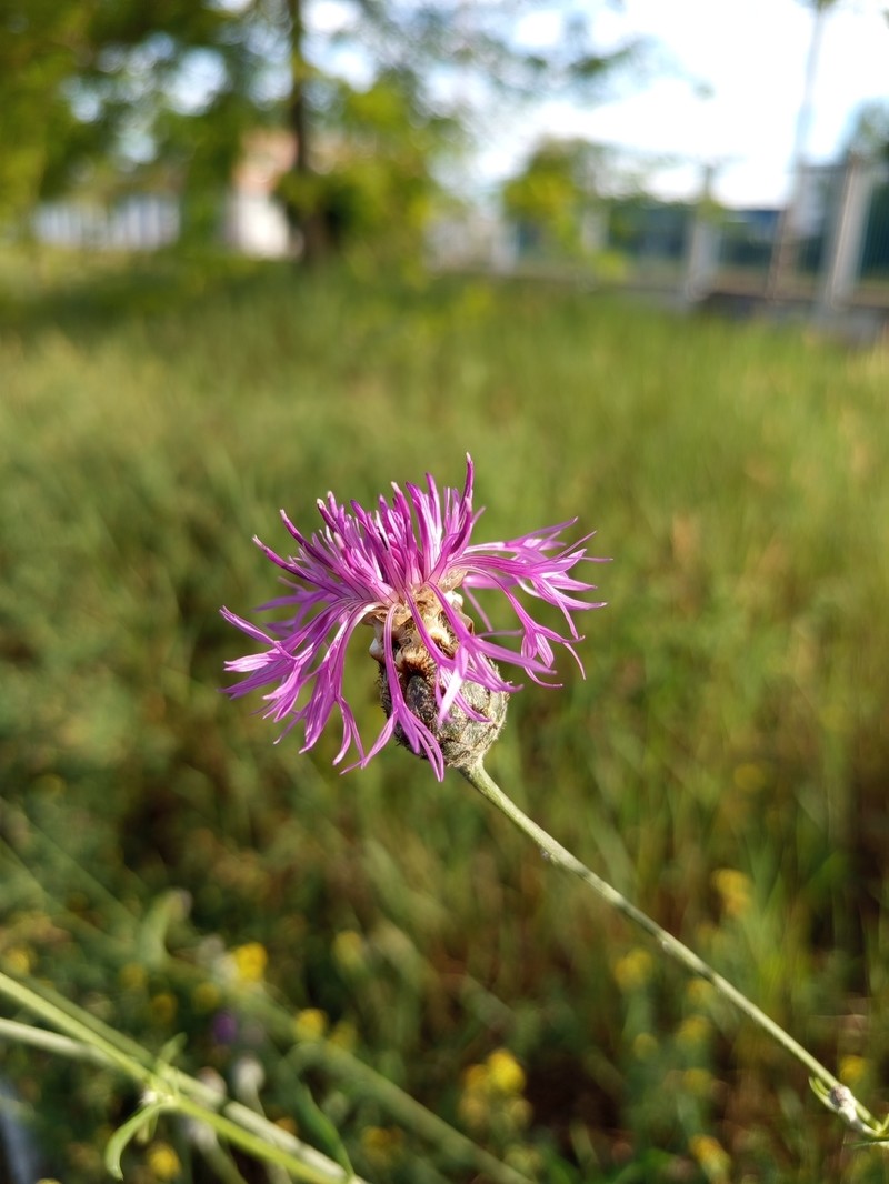 Centaurea scabiosa subsp. sadleriana photo 5