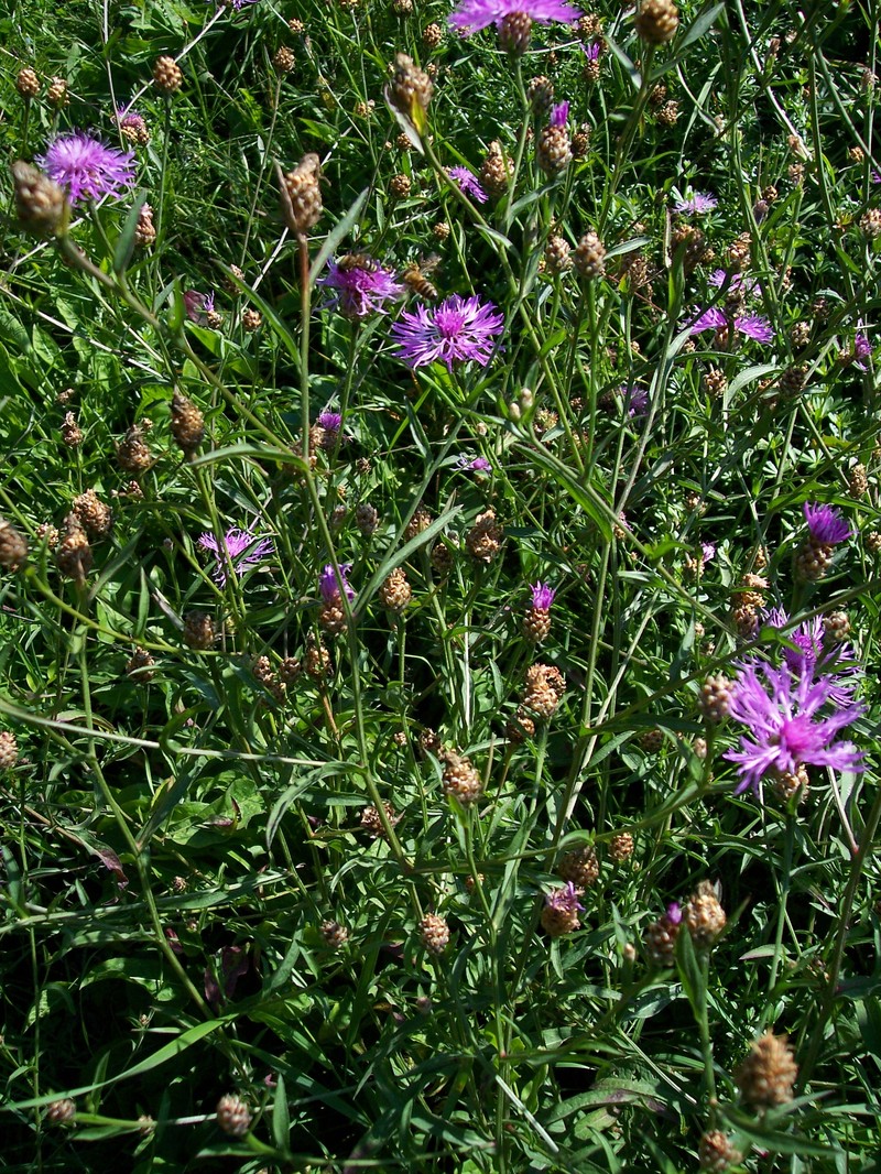 Centaurea scabiosa subsp. sadleriana