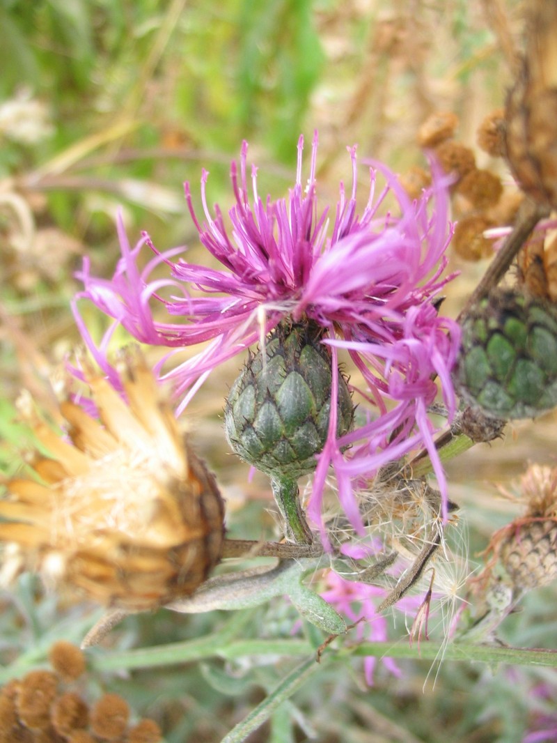 Centaurea scabiosa subsp. sadleriana photo 6