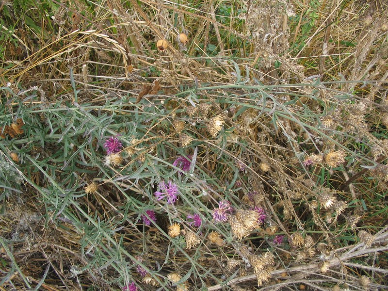 Centaurea scabiosa subsp. sadleriana photo 7