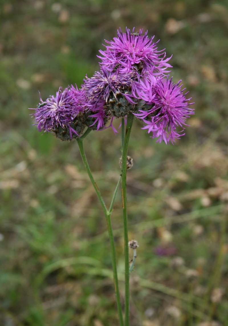 Centaurea scabiosa subsp. sadleriana photo 8