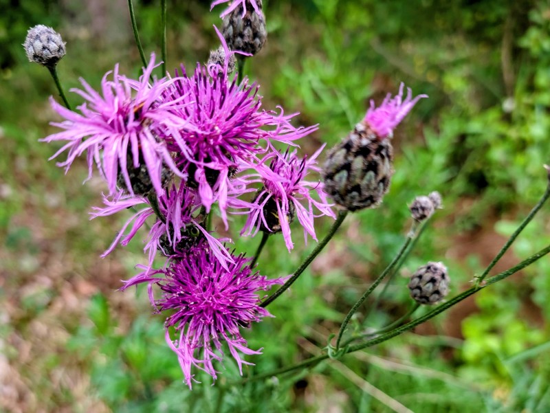 Centaurea scabiosa subsp. scabiosa photo 4