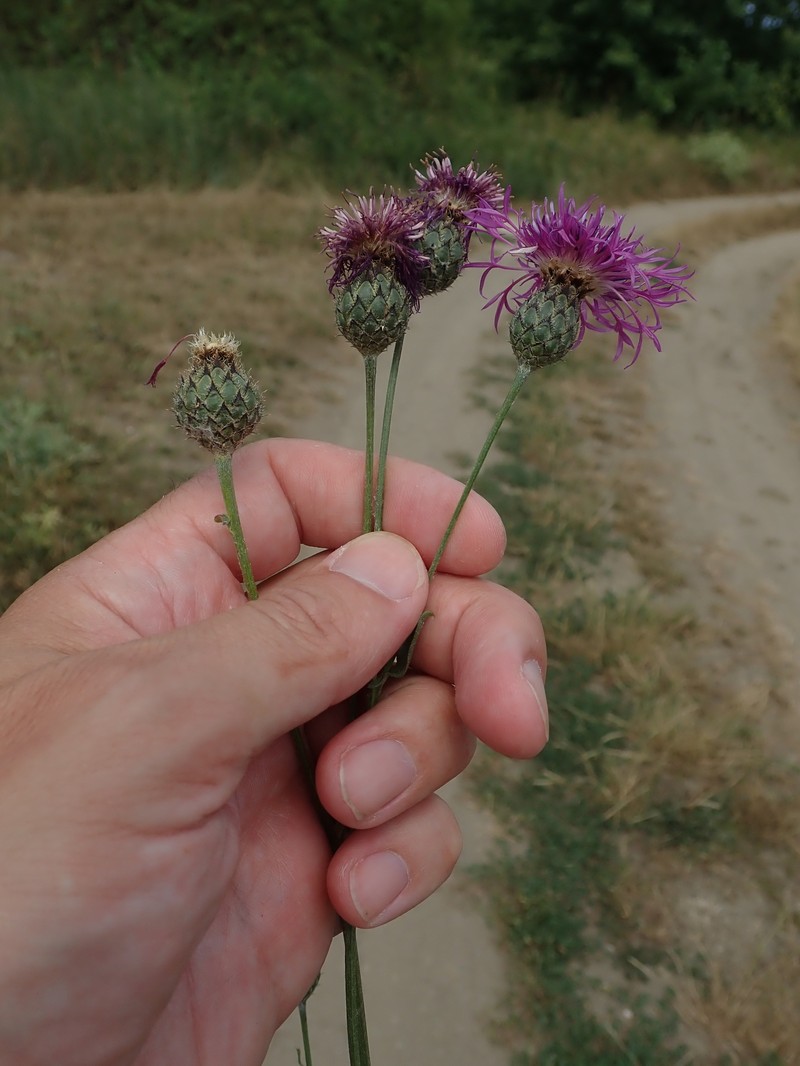 Centaurea scabiosa subsp. spinulosa