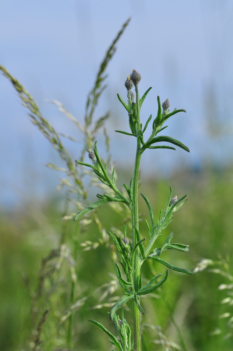 Centaurea scabiosa subsp. spinulosa photo 2
