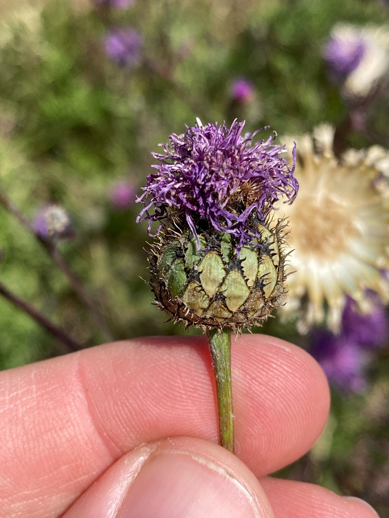Centaurea scabiosa subsp. spinulosa photo 3