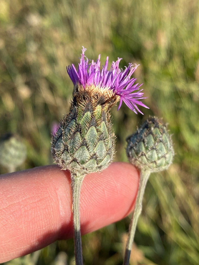 Centaurea scabiosa subsp. spinulosa photo 4