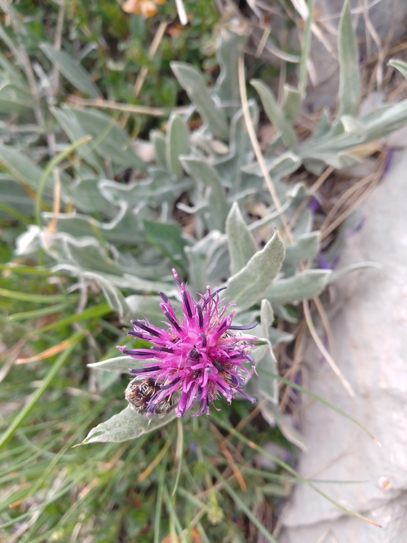 Centaurea scannensis
