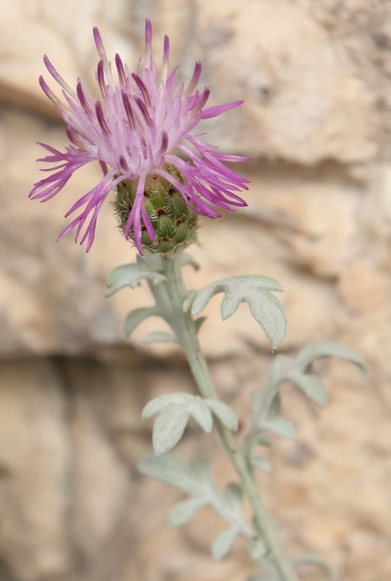 Centaurea scannensis photo 2