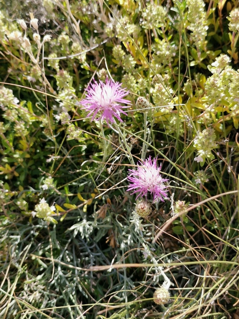 Centaurea scannensis photo 3
