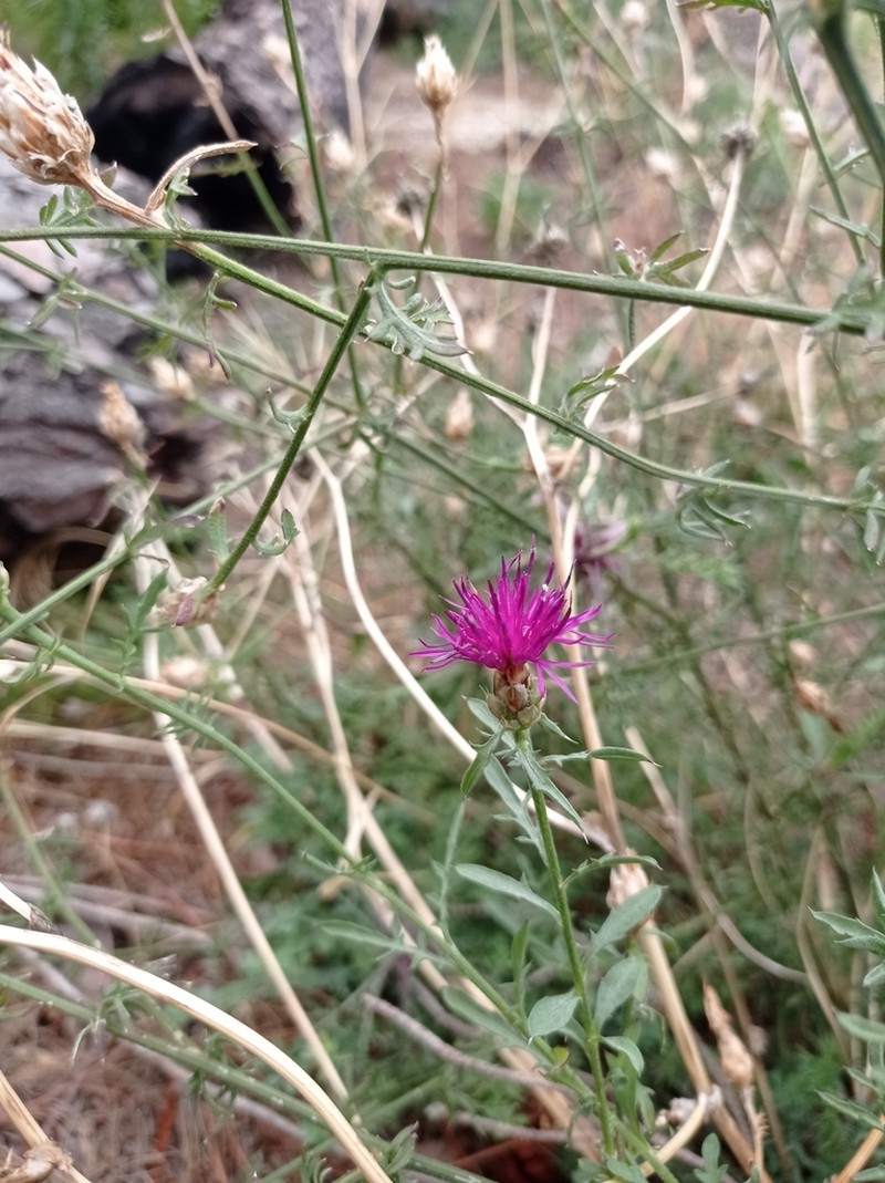 Centaurea scillae