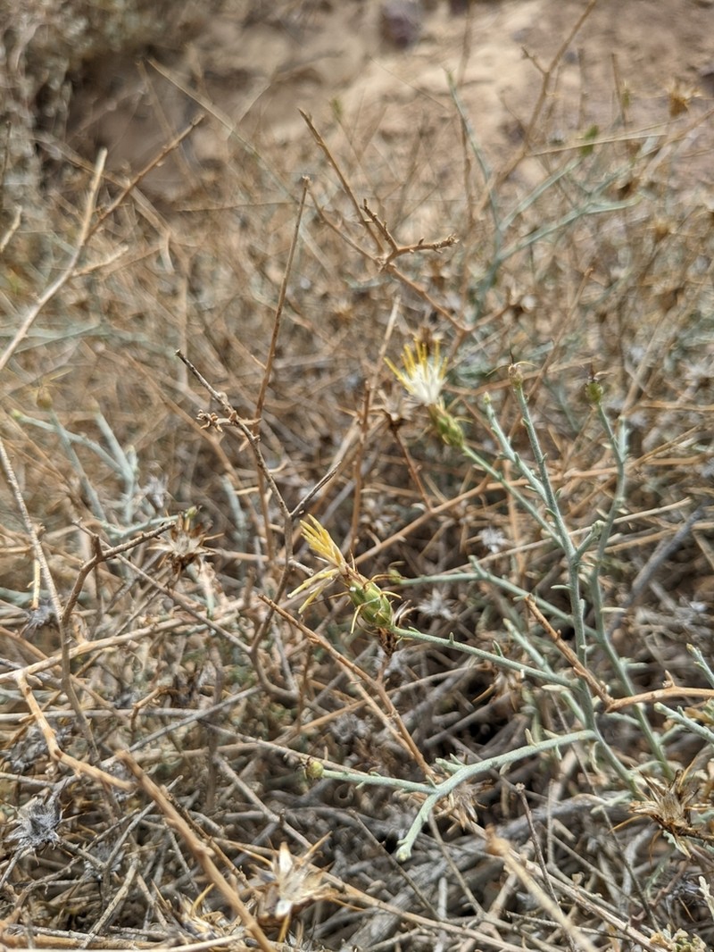 Centaurea scoparia