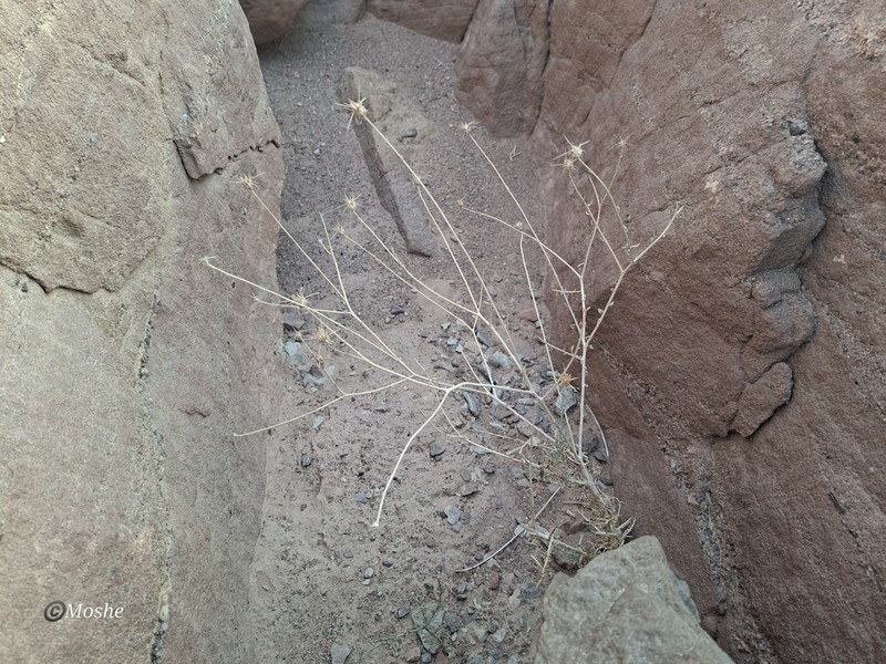 Centaurea scoparia photo 2