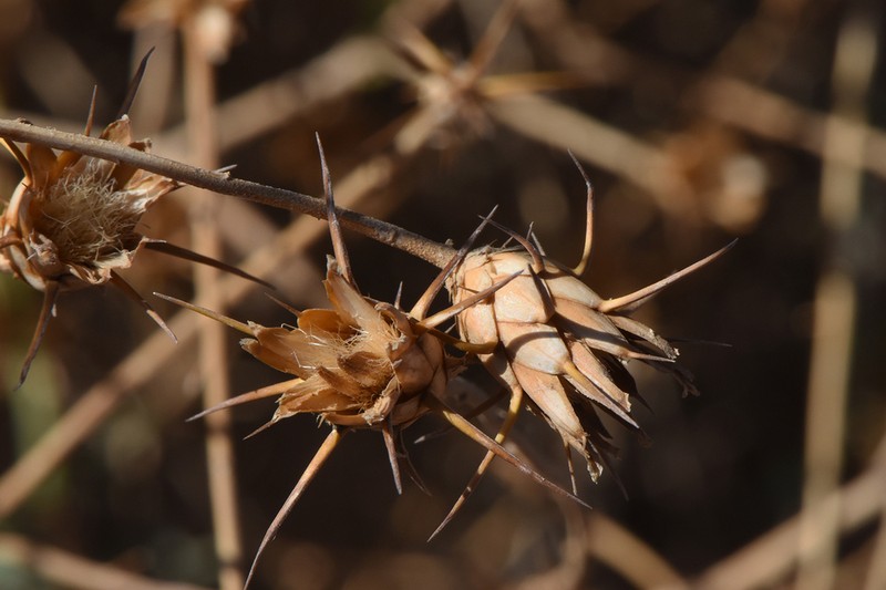 Centaurea scoparia photo 3