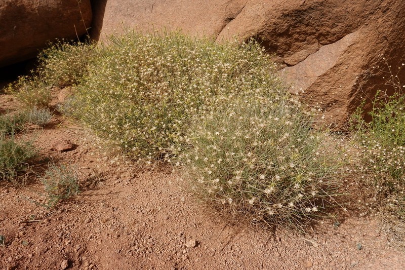Centaurea scoparia photo 4