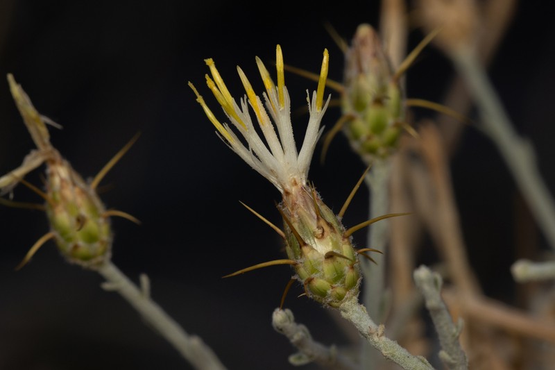 Centaurea scoparia photo 6