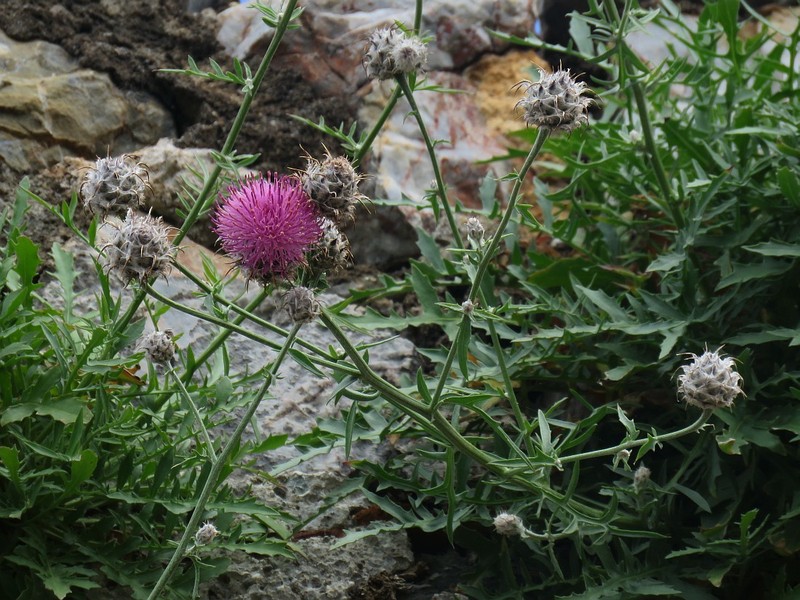 Centaurea scopulorum photo 2