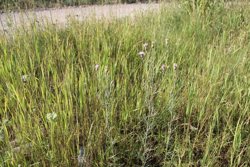 Centaurea scripczinskyi