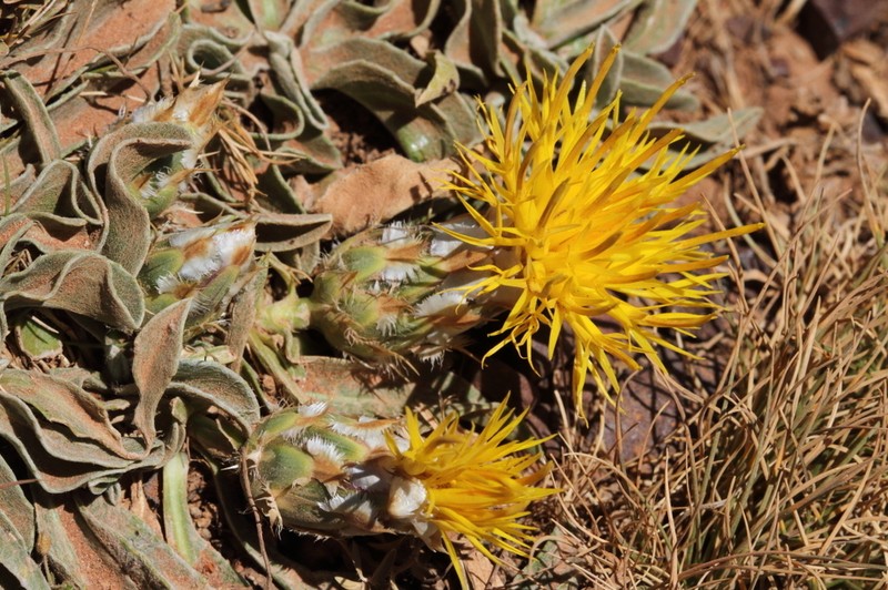 Centaurea sehat-niakii