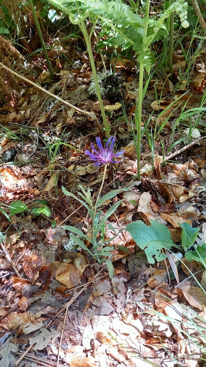 Centaurea semidecurrens photo 2