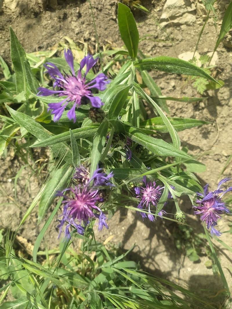 Centaurea semidecurrens photo 3