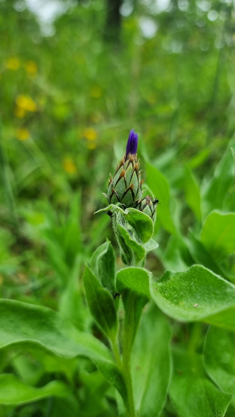 Centaurea semidecurrens photo 4