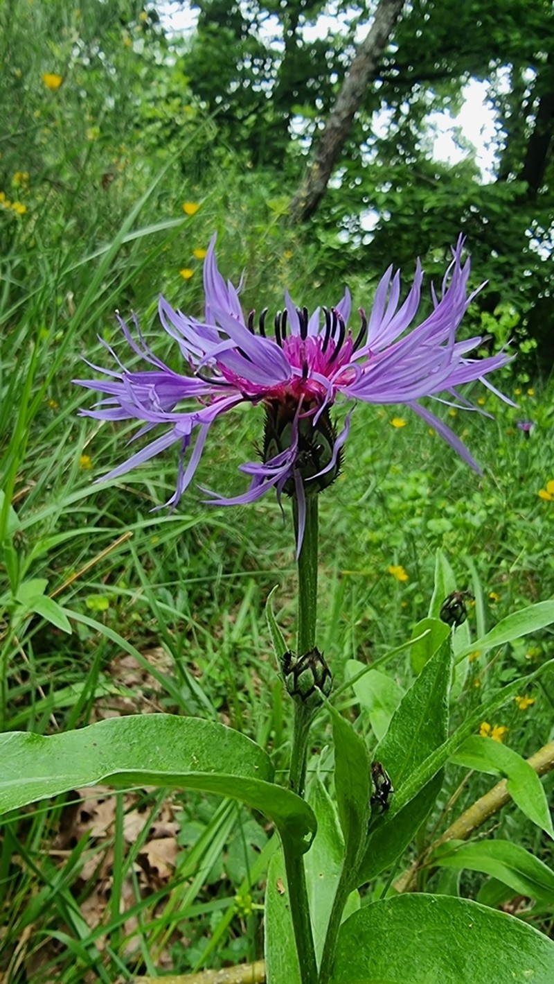 Centaurea semidecurrens photo 5
