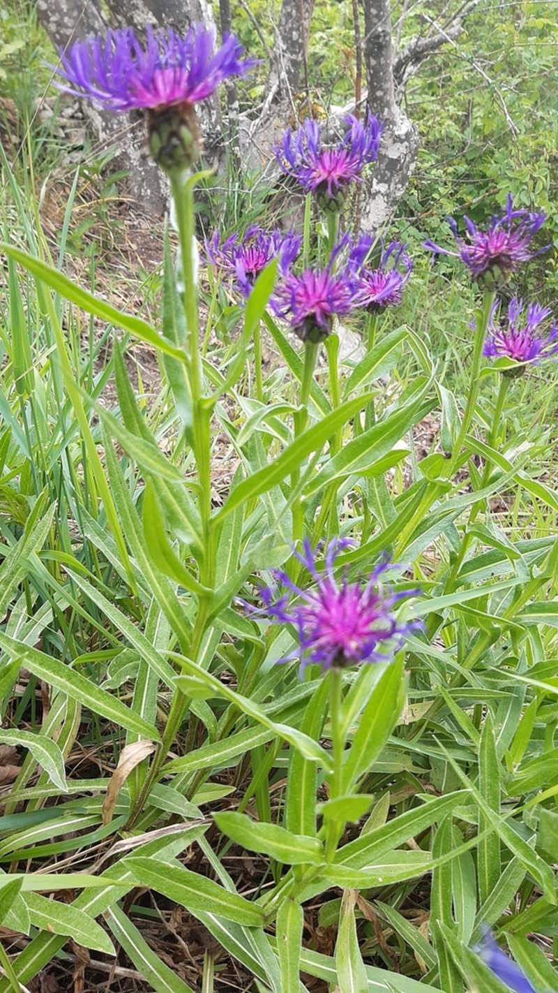 Centaurea semidecurrens photo 6