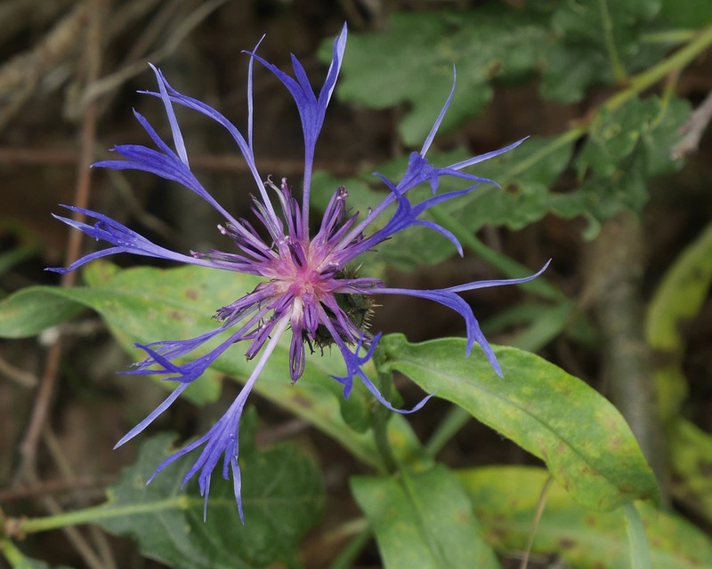 Centaurea semidecurrens photo 7