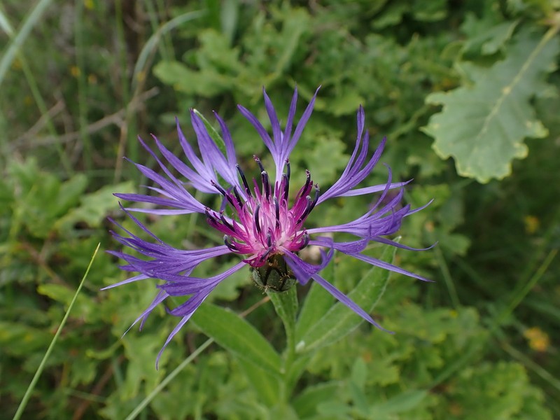 Centaurea semidecurrens photo 8