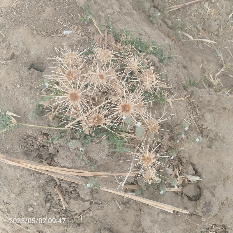 Centaurea senegalensis