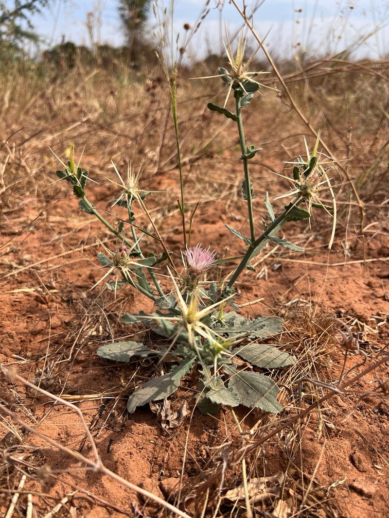 Centaurea senegalensis photo 3