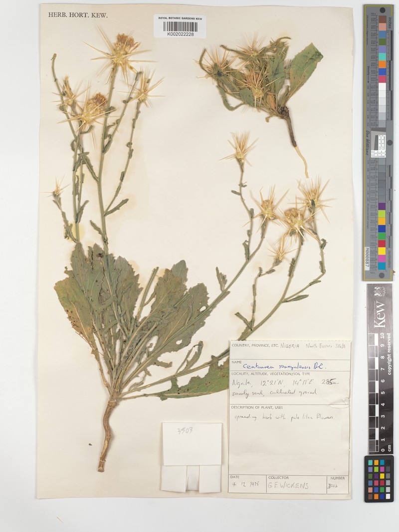 Centaurea senegalensis photo 4