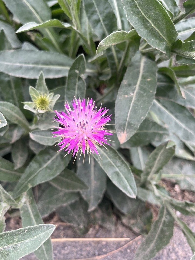 Centaurea seridis