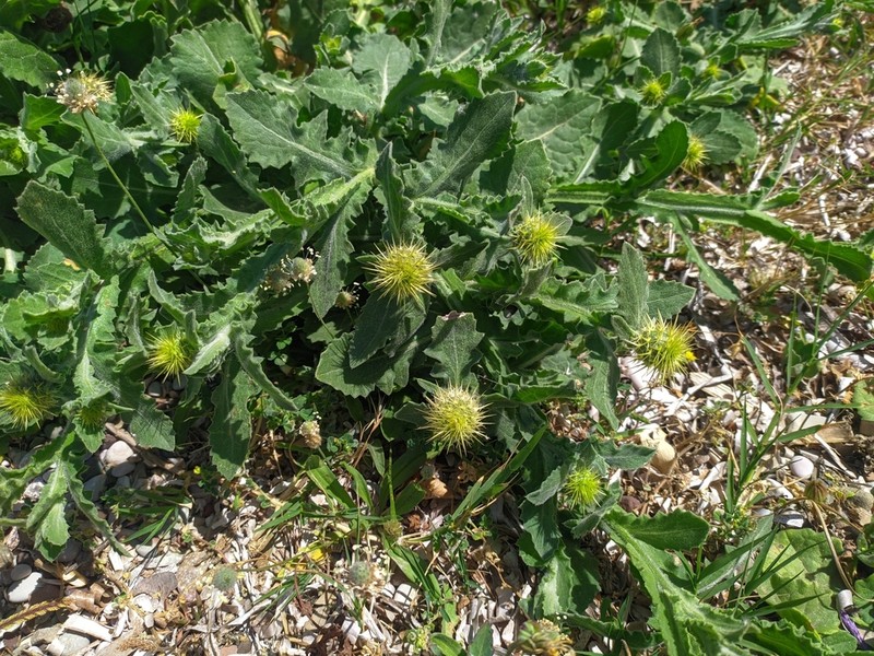 Centaurea seridis photo 2