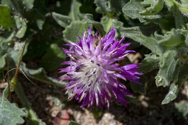 Centaurea seridis photo 3