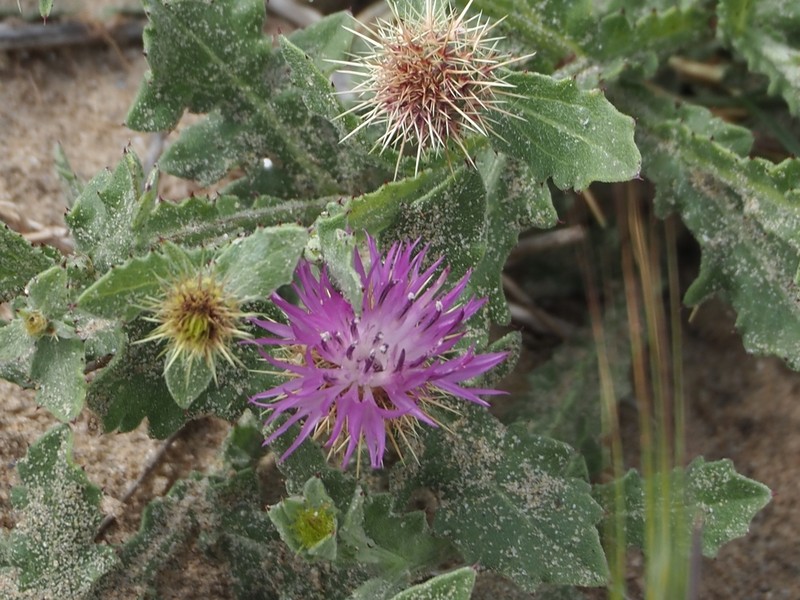 Centaurea seridis photo 4