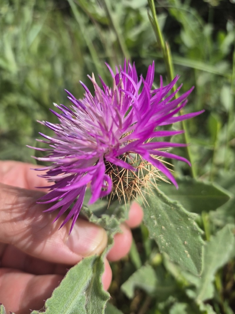 Centaurea seridis photo 7
