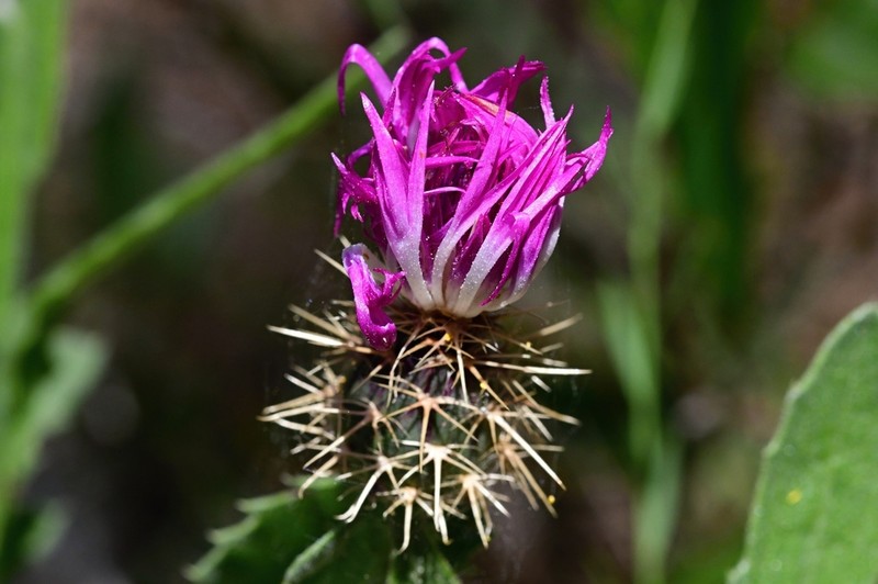 Centaurea seridis photo 8