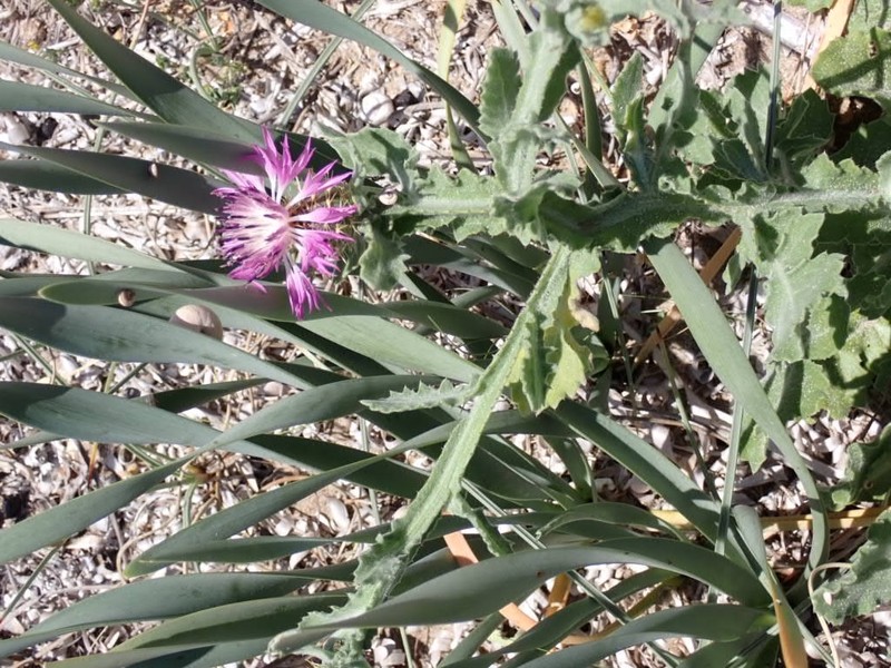 Centaurea seridis subsp. sonchifolia