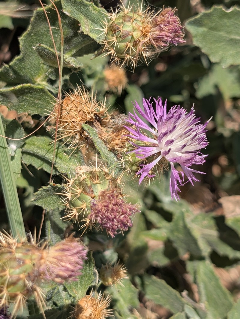 Centaurea seridis subsp. sonchifolia photo 2