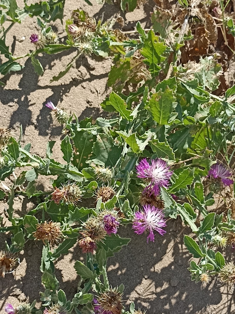 Centaurea seridis subsp. sonchifolia photo 3