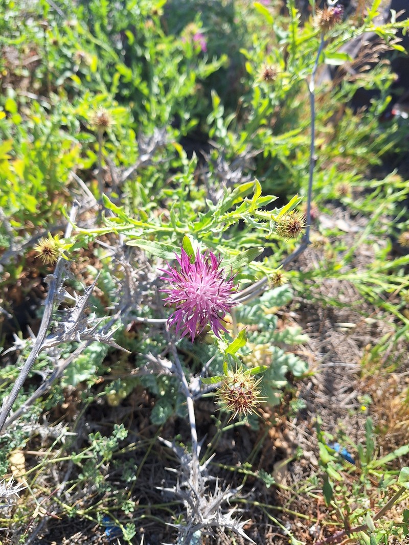 Centaurea seridis subsp. sonchifolia photo 4