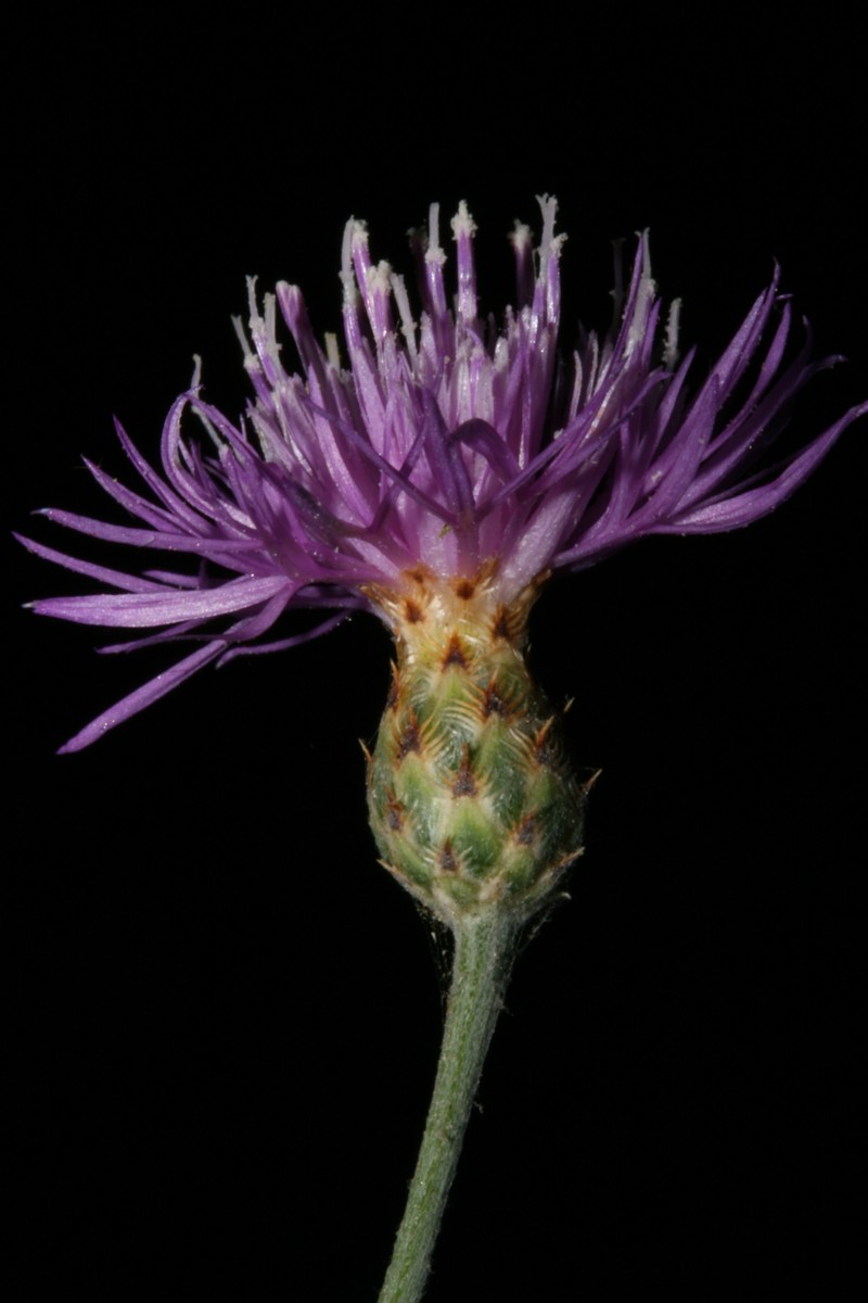 Centaurea sicana