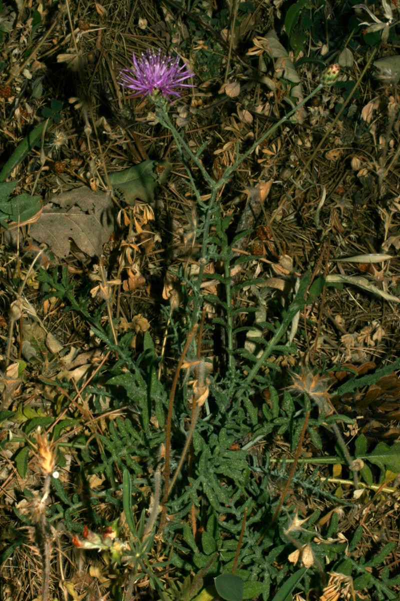 Centaurea sicana photo 2